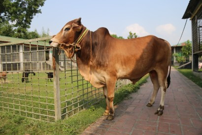 Cow 415
