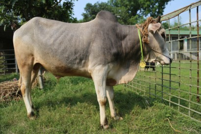 Cow 407