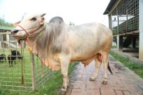 Cow 441