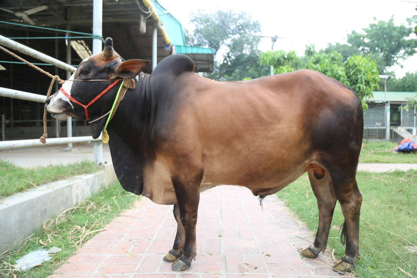 Cow 420