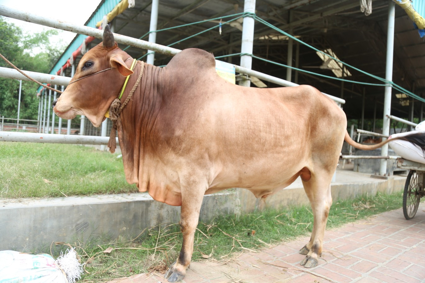 Cow 243