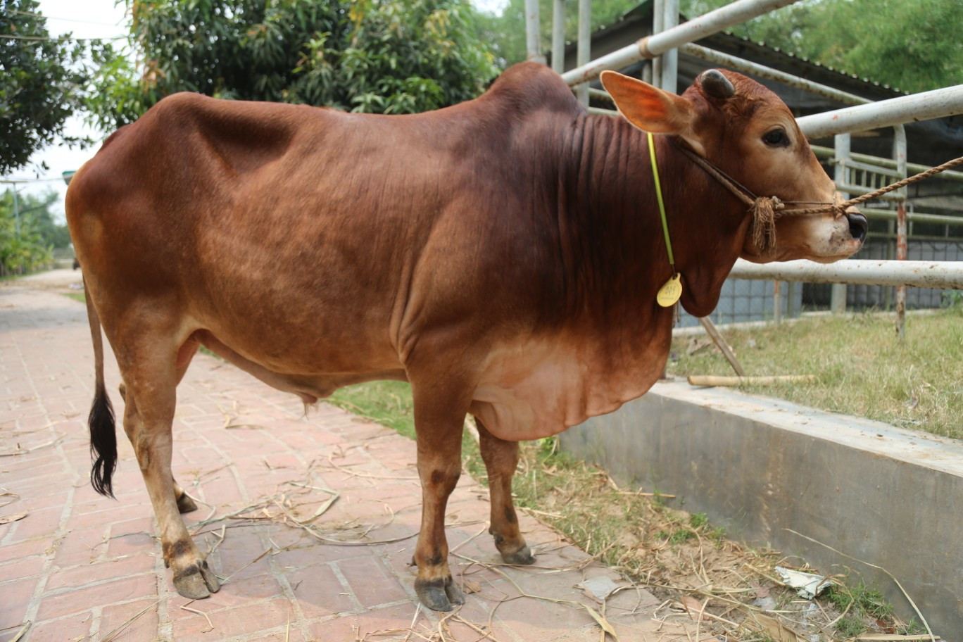 Cow 327