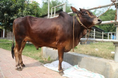 Cow 387