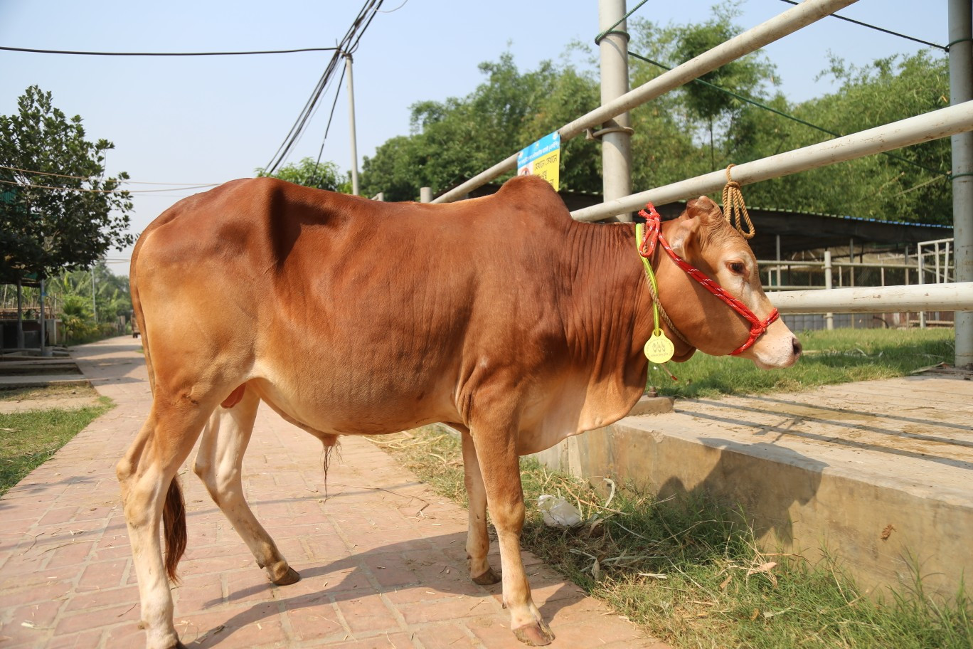 Cow 366 (For Sale but not for Qurbani)