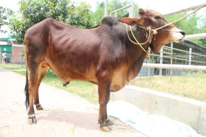 Cow 414