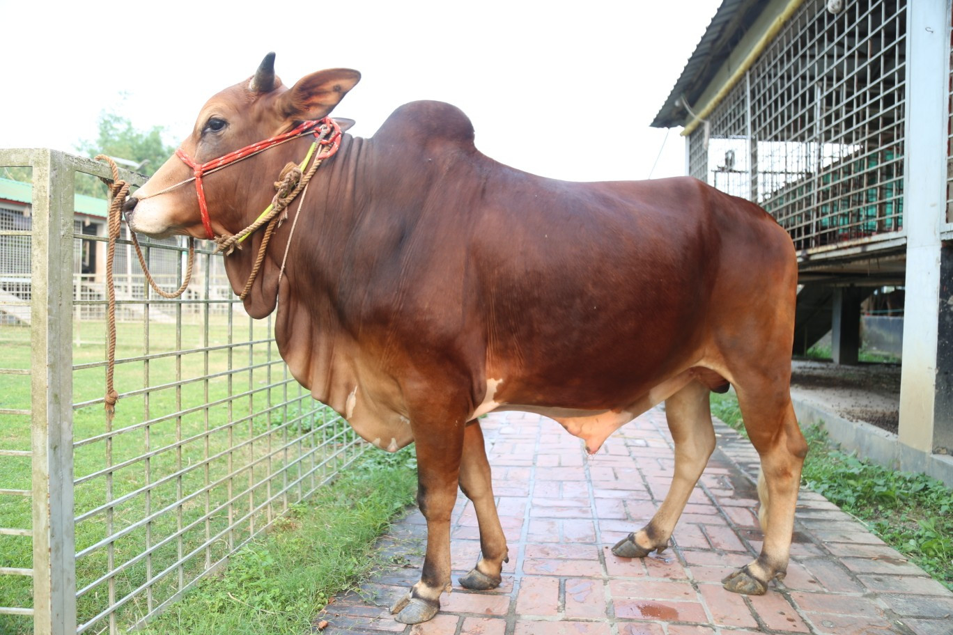 Cow 362
