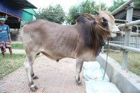 Cow 432