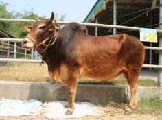 Cow 437