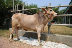 Cow 416
