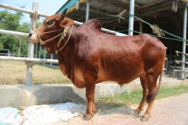 Cow 439