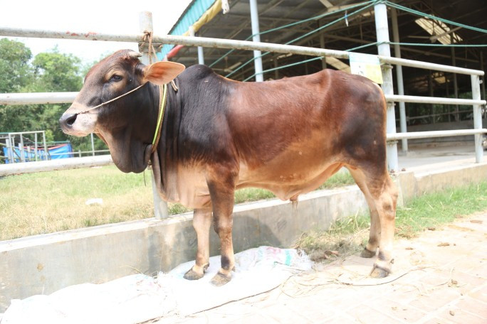 Cow 430