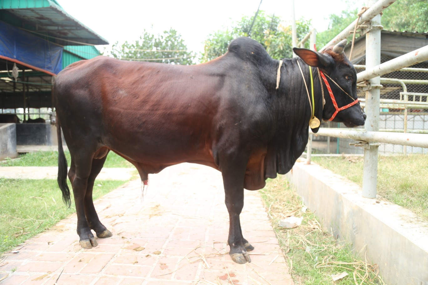 Cow 128