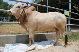 Cow 434