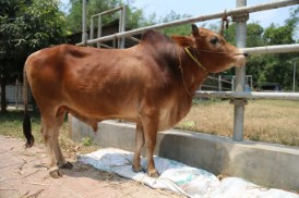 Cow 353