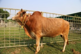 Cow 370