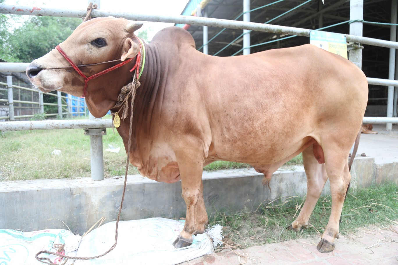 Cow 428