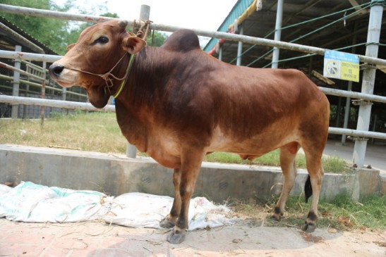 Cow 419