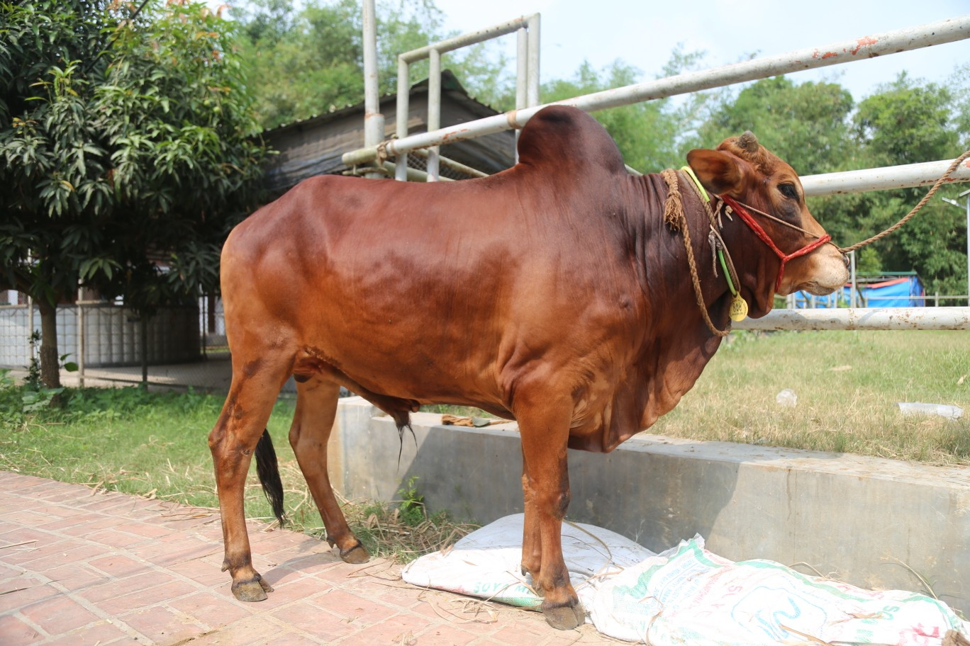Cow 436