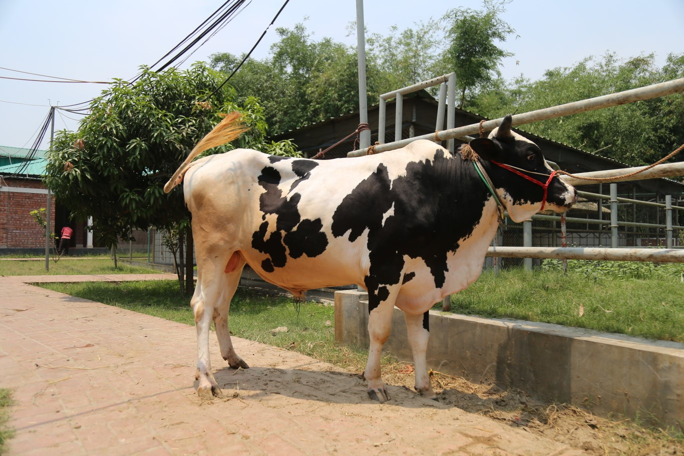 Cow 301