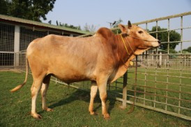 Cow 318