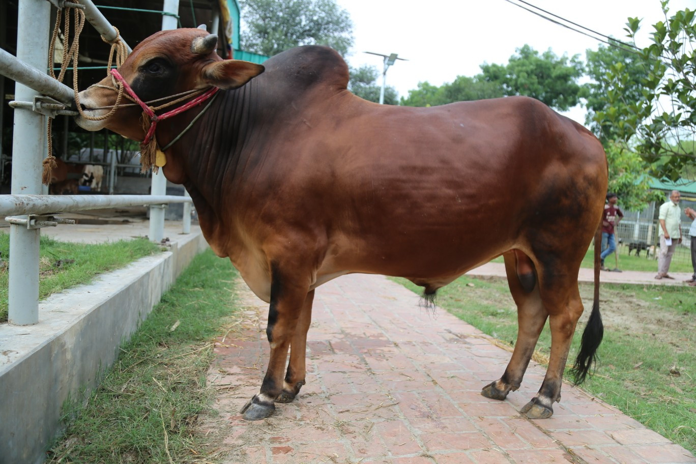 Cow 44