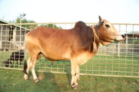 Cow 349