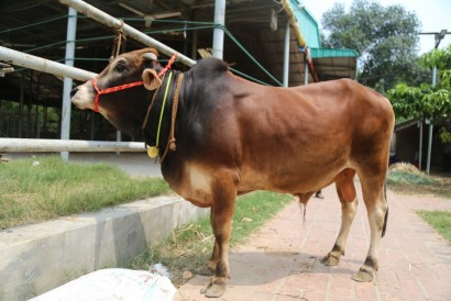 Cow 412