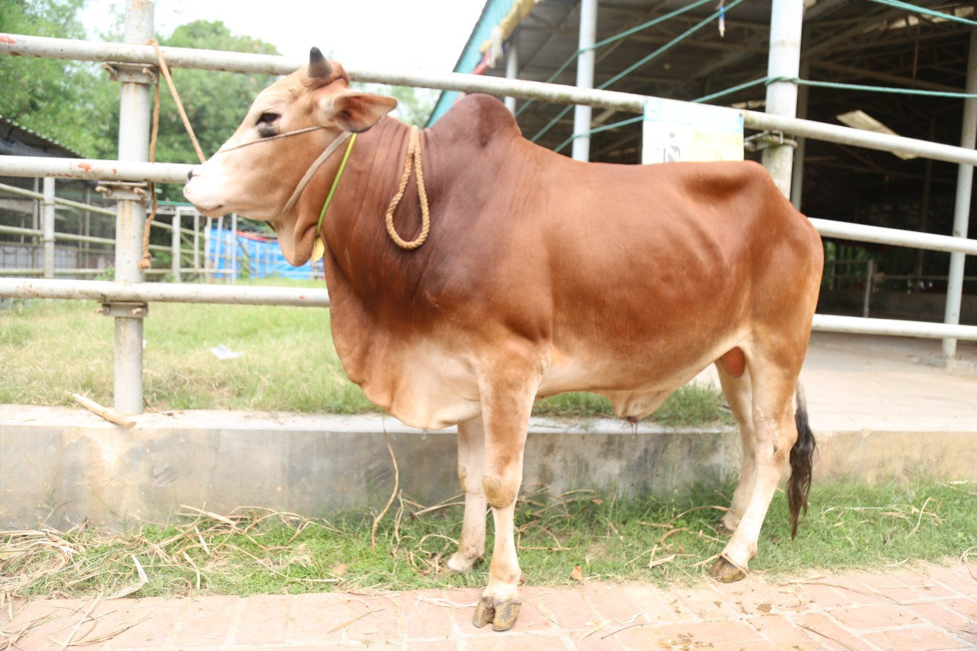 Cow 331