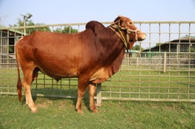 Cow 409