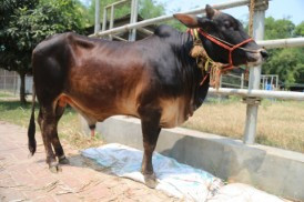 Cow 404