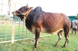 Cow 316