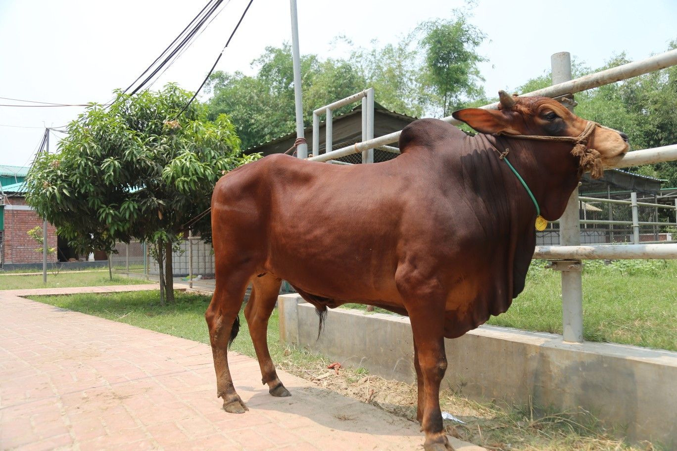 Cow 209