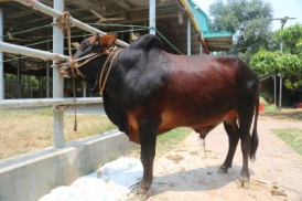 Cow 498