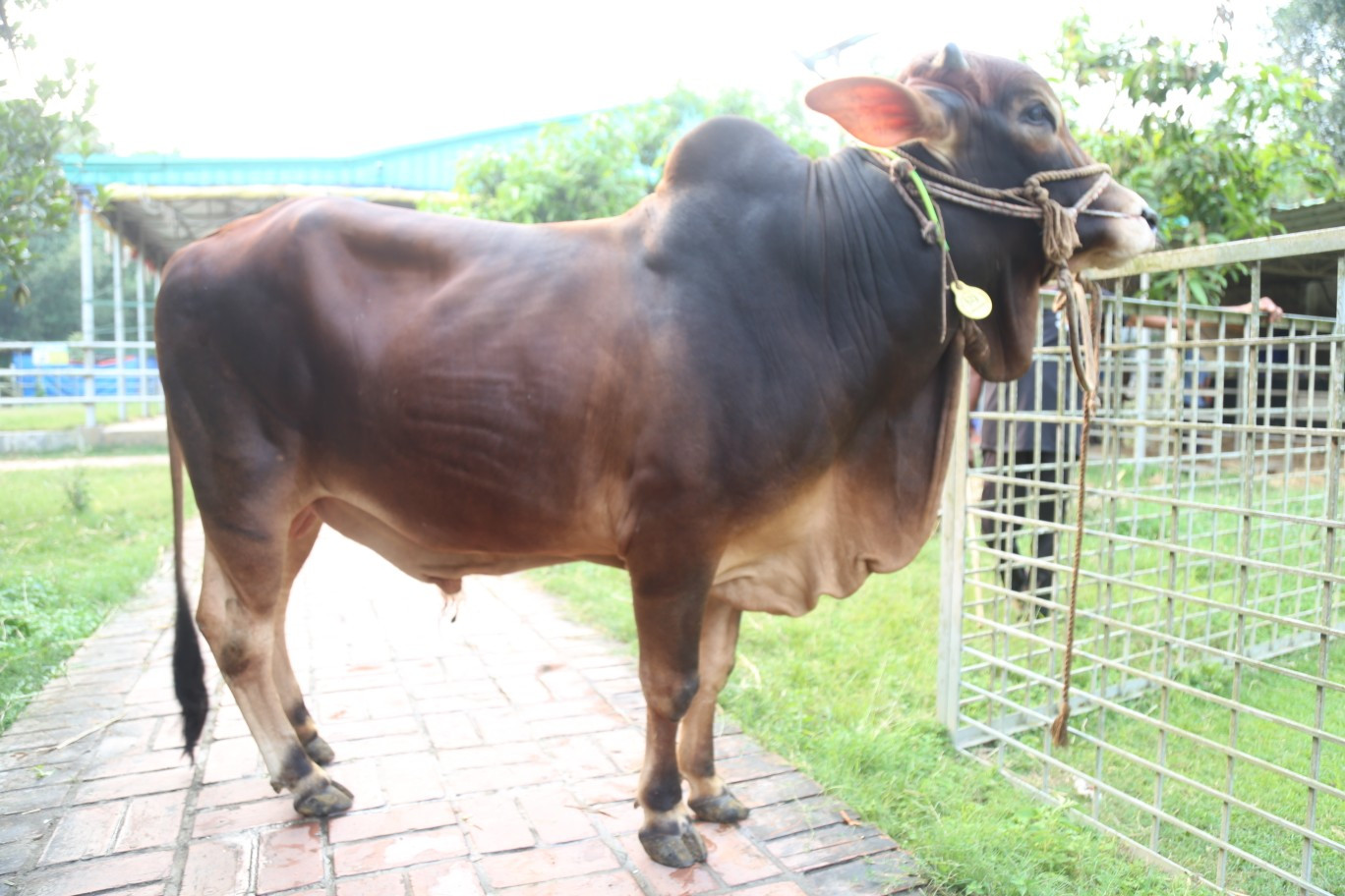 Cow 429