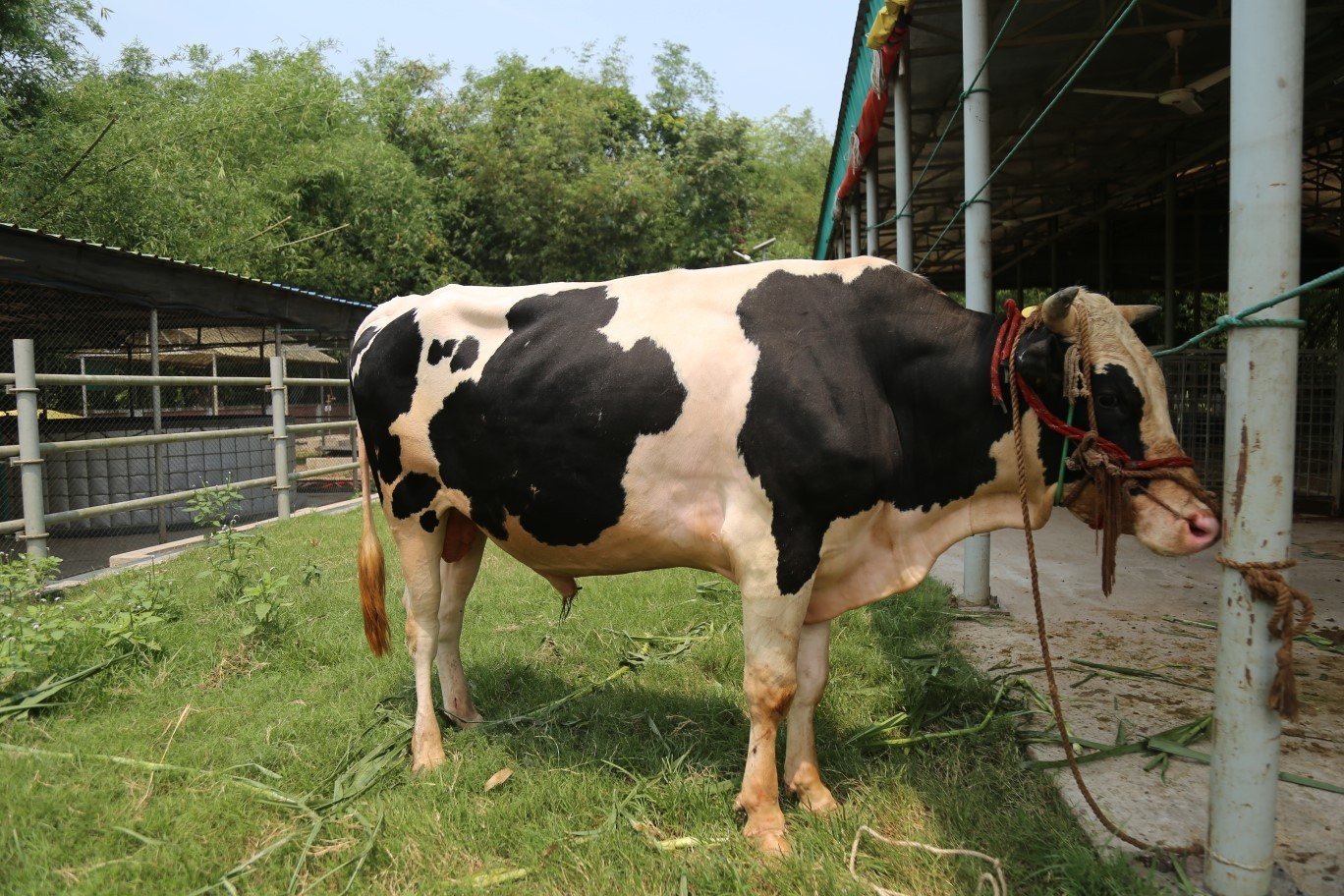 Cow 309