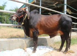 Cow 403