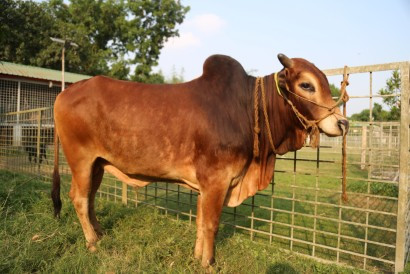 Cow 328