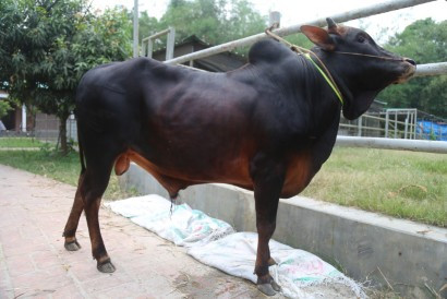 Cow 408