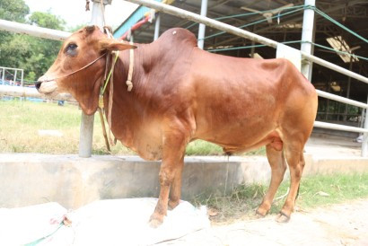 Cow 413