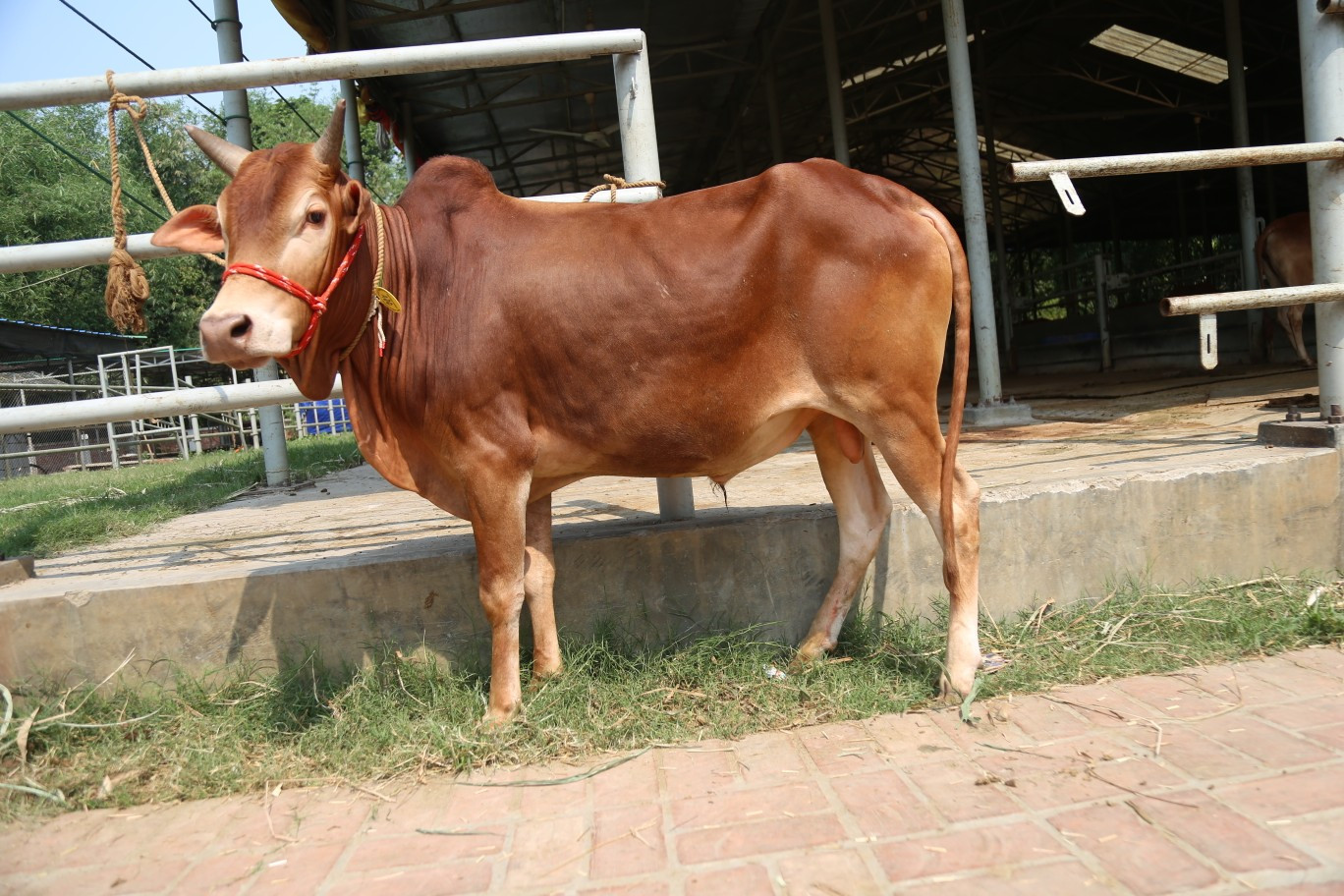 Cow 358