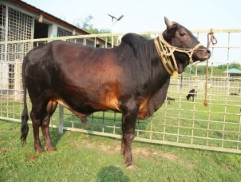 Cow 332