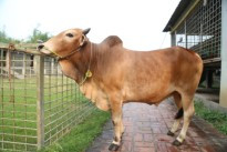 Cow 433