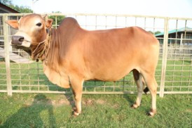 Cow 378