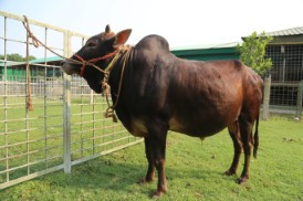 Cow 344
