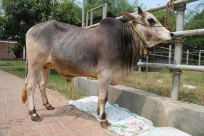 Cow 301