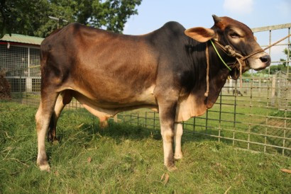 Cow 405