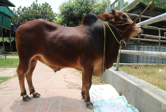 Cow 418