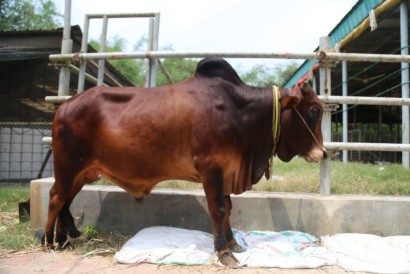 Cow 411