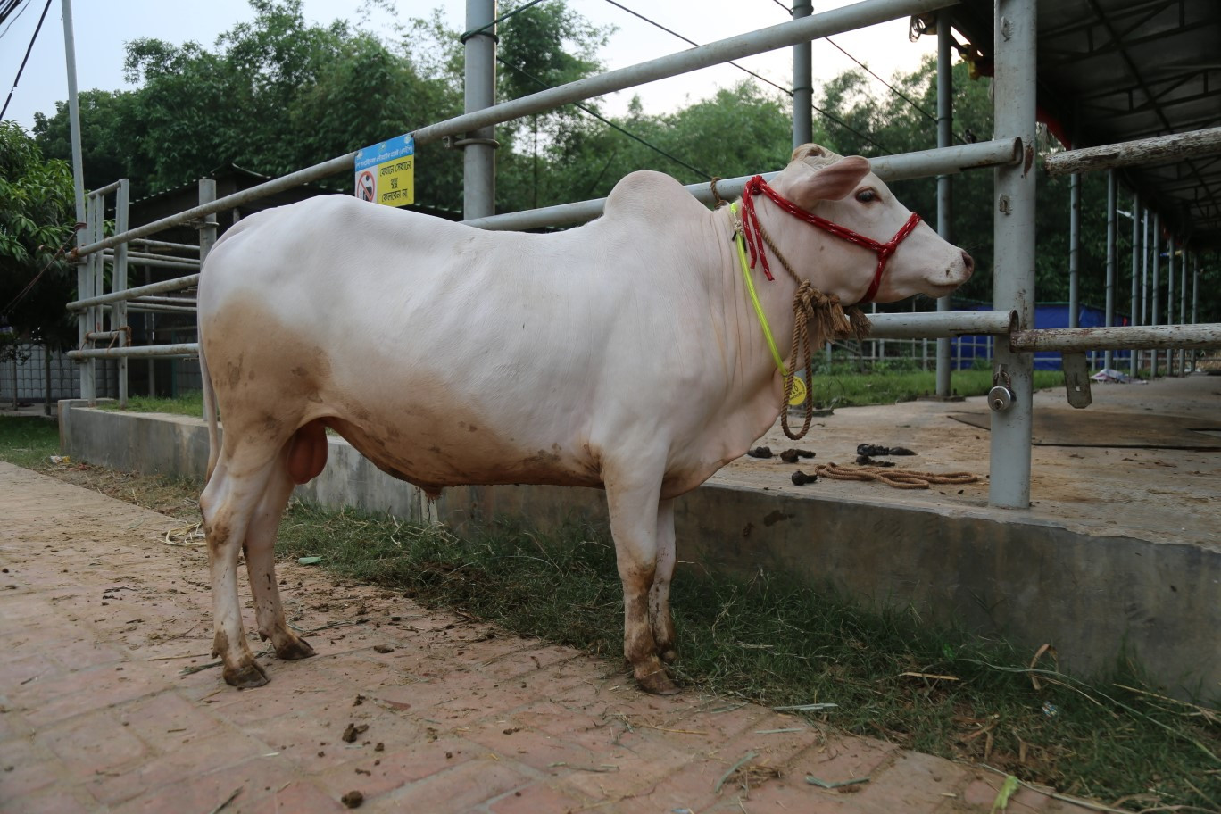 Cow 354