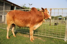 Cow 319